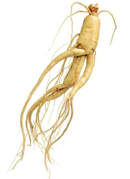 product-1-1 best panax ginseng supplement